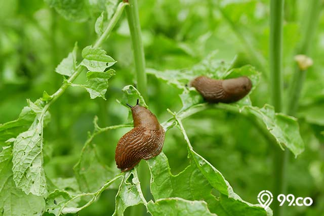 manfaat abu kayu bakar untuk mengusir hama tanaman