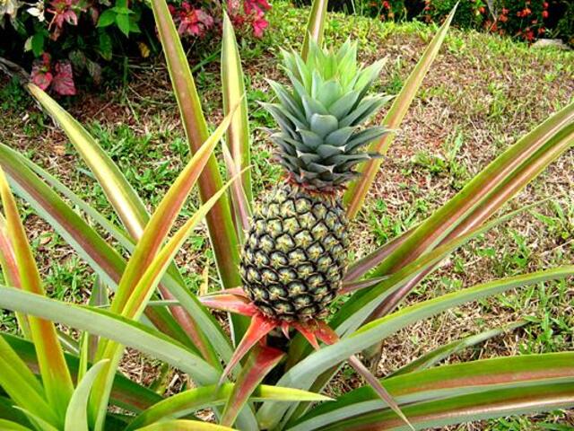 tanaman dataran rendah pohon nanas