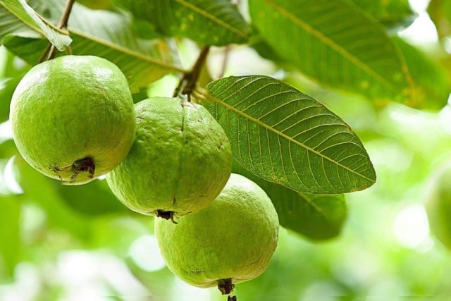 jambu kristal