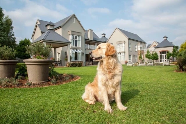pertanda anjing datang rumah