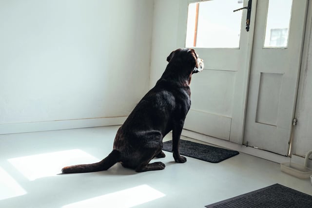 pertanda anjing datang rumah menurut islam