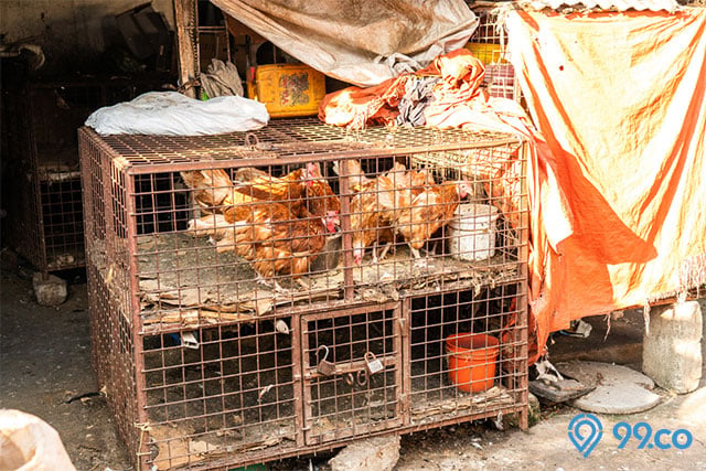 kandang ayam kotor