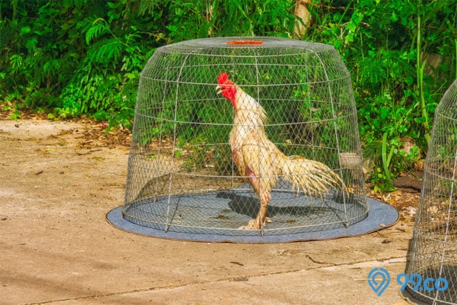 kandang ayam