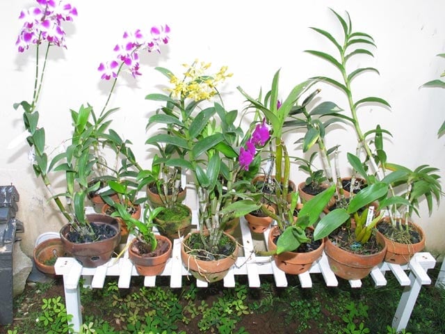 Ide Taman Minimalis dengan Anggrek: Menyulap Ruang Sempit Menjadi Indah