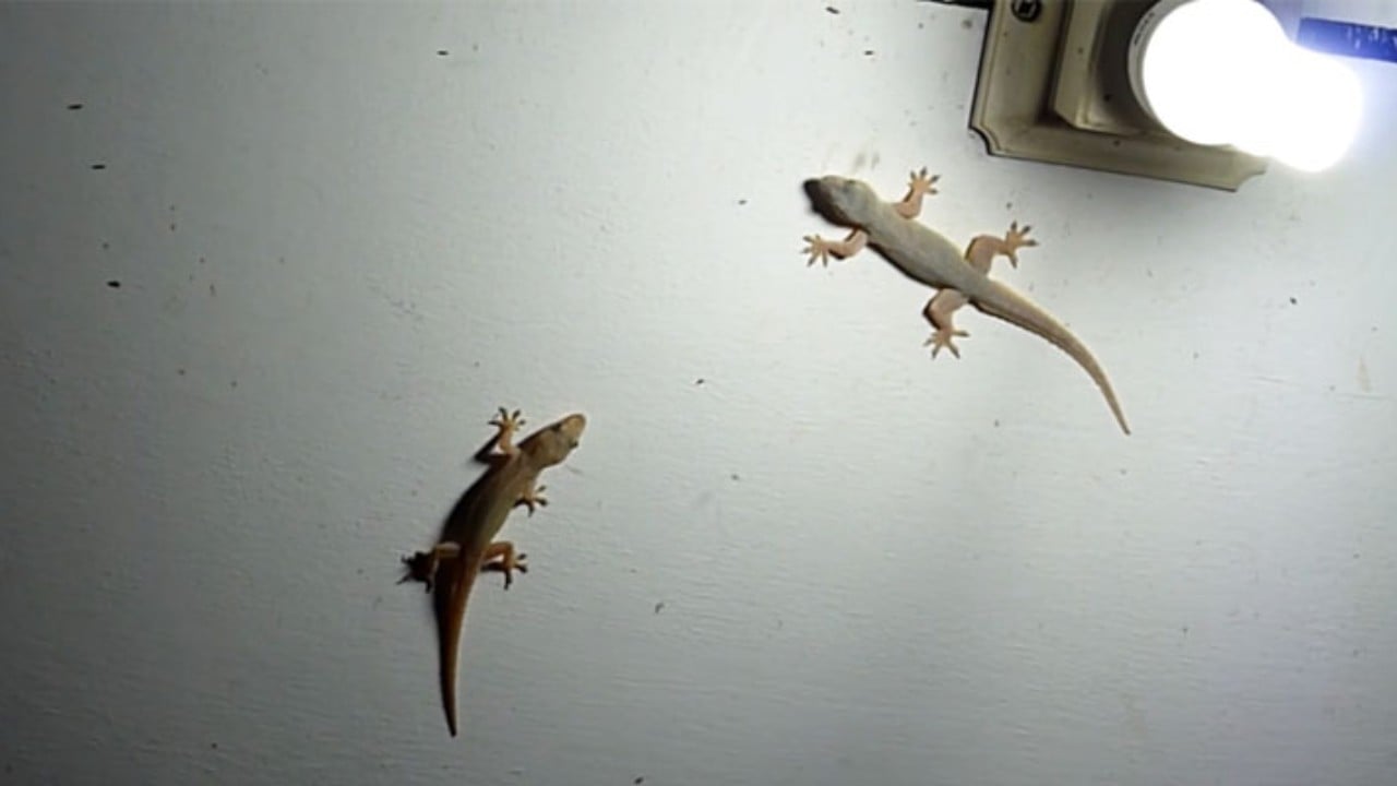 banyak cicak di rumah pertanda apa