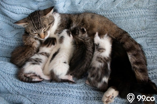 arti kucing melahirkan di rumah kita