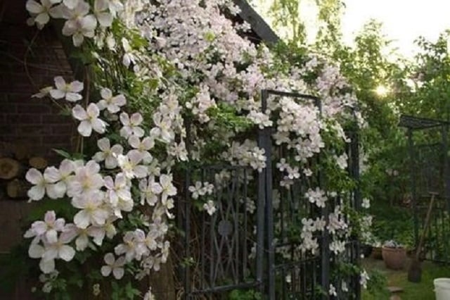clematis