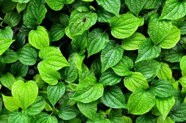 daun sirih