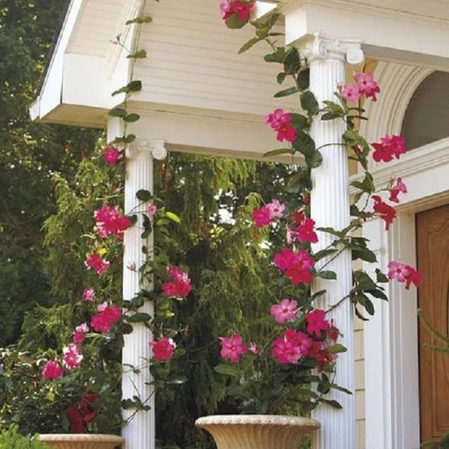 Mandevilla