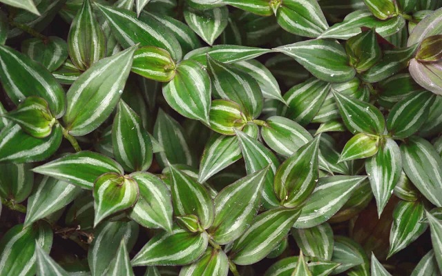zebrina pendula
