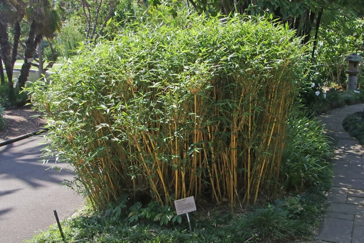 bambu jepang bambu jepang