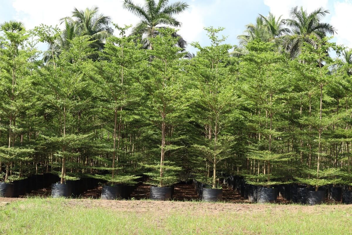 ketapang kencana ketapang kencana