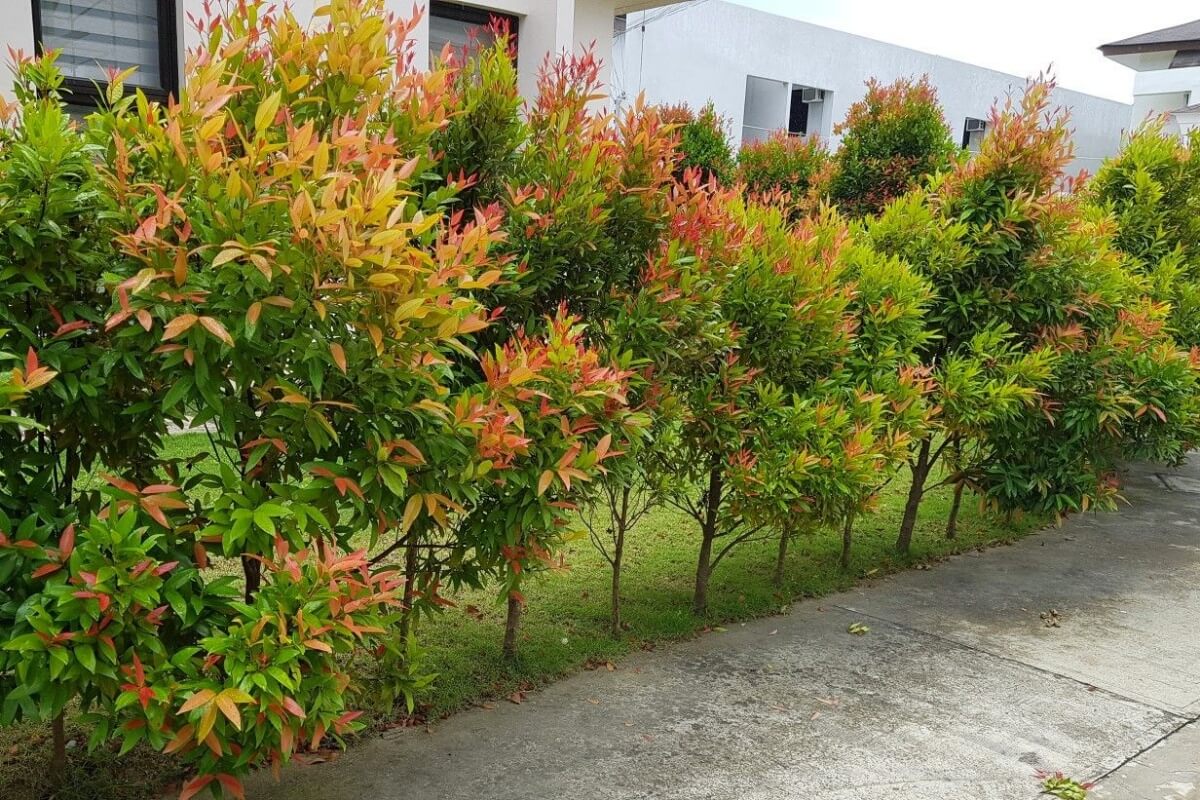 pucuk merah pucuk merah