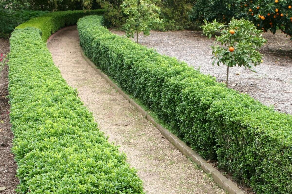 boxwood boxwood