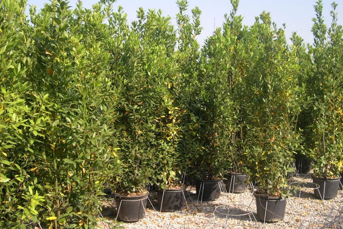 daun sirih daun sirih