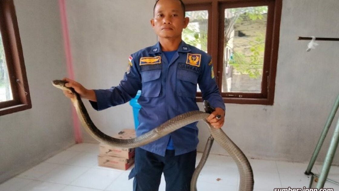 17 Cara Mencegah Ular Masuk Rumah yang Efektif dan Ampuh. Hunian Jadi Aman! 17 Cara Mencegah Ular Masuk Rumah yang Efektif dan Ampuh. Hunian Jadi Aman!