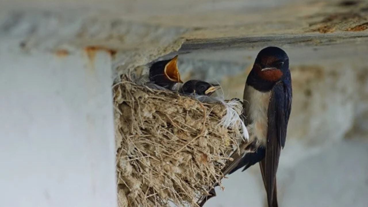 burung walet masuk rumah pertanda apa