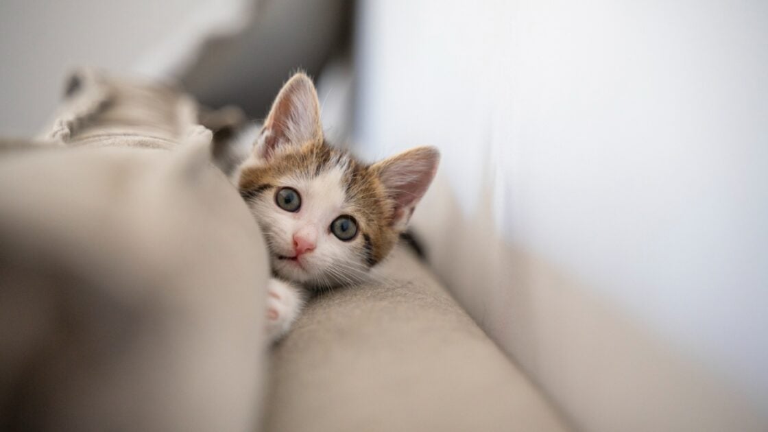 Cara Membasmi Kutu Kucing yang Berkeliaran di Rumah hingga Tuntas Cara Membasmi Kutu Kucing yang Berkeliaran di Rumah hingga Tuntas