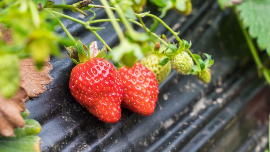10 Cara Menanam Strawberry di Polybag yang Benar