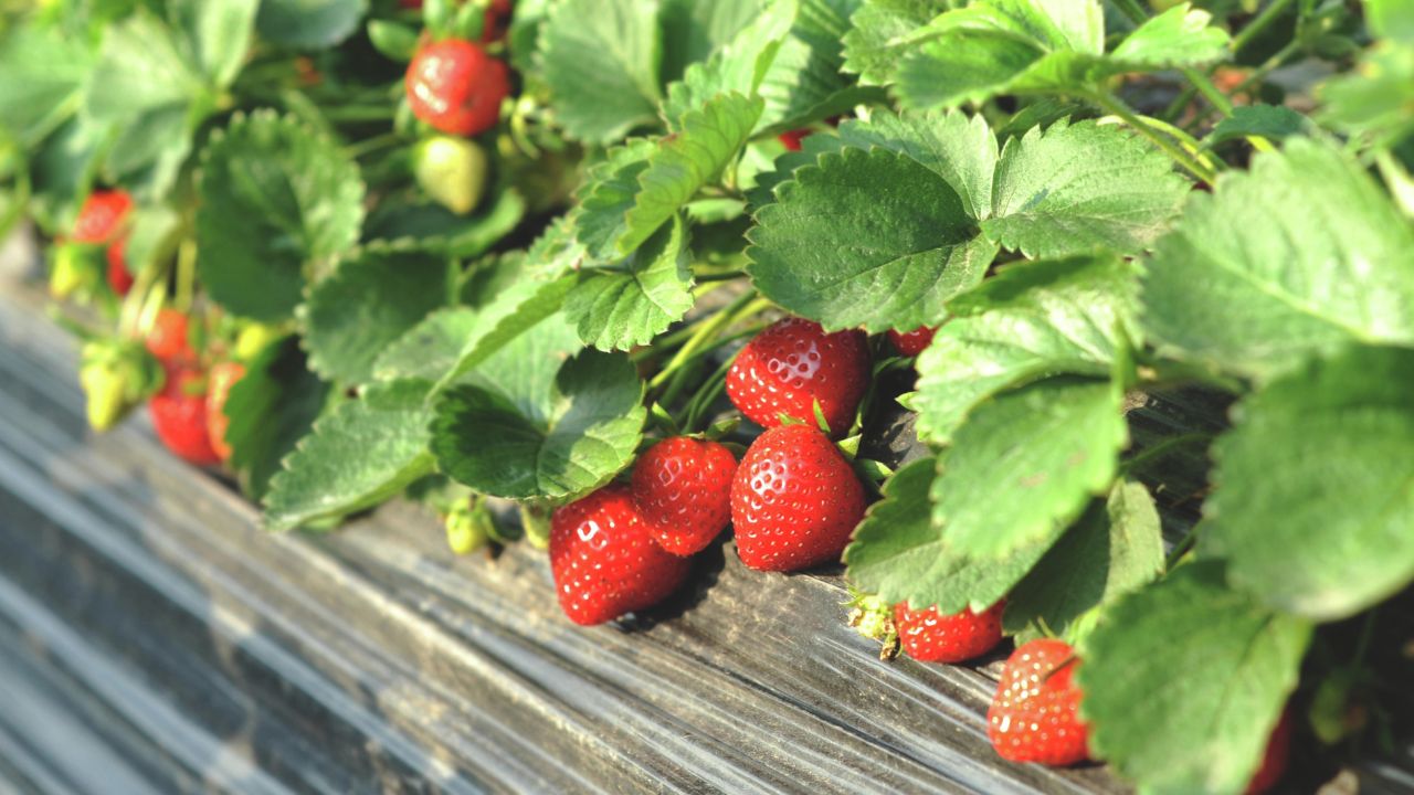 cara menanam strawberry di polybag yang benar