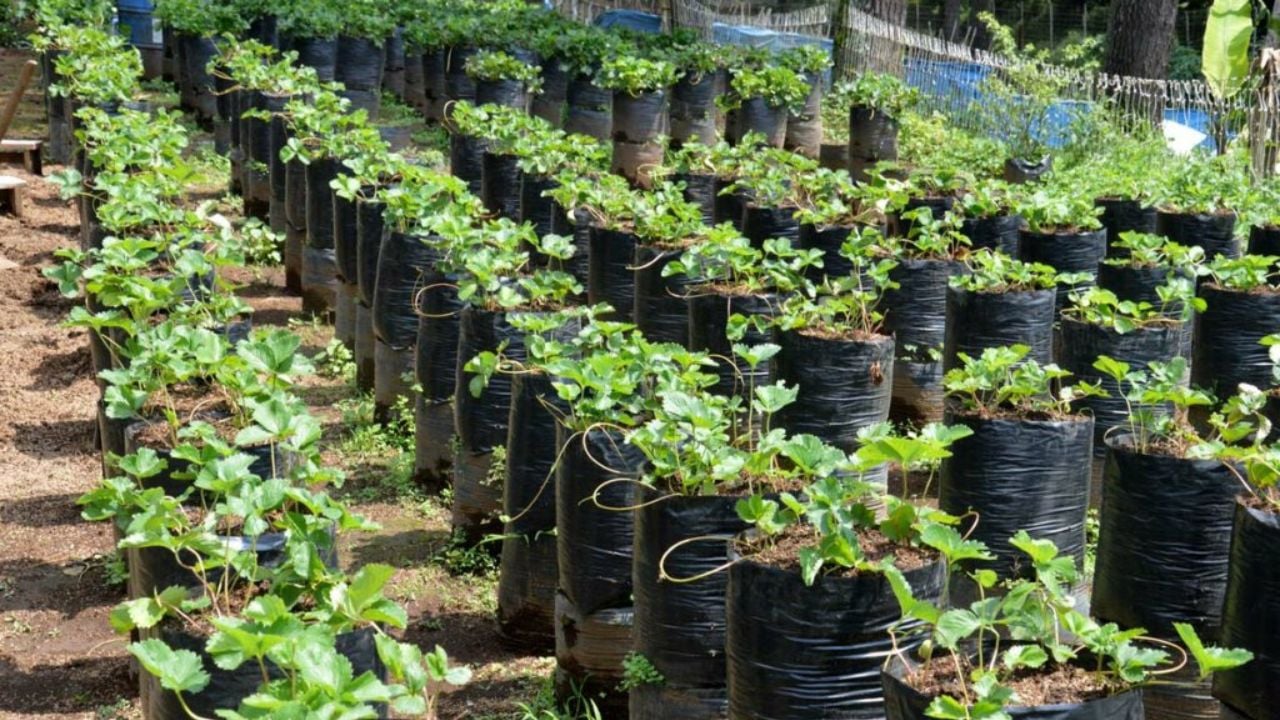 cara menanam stroberi di polybag