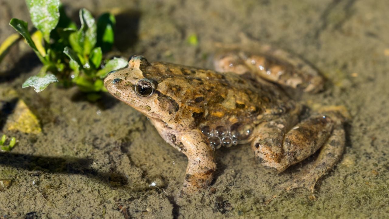 cara mengusir katak dirumah