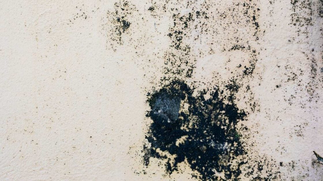 Cara Menghilangkan Black Mold di Rumah agar Tidak Muncul Lagi Cara Menghilangkan Black Mold di Rumah agar Tidak Muncul Lagi