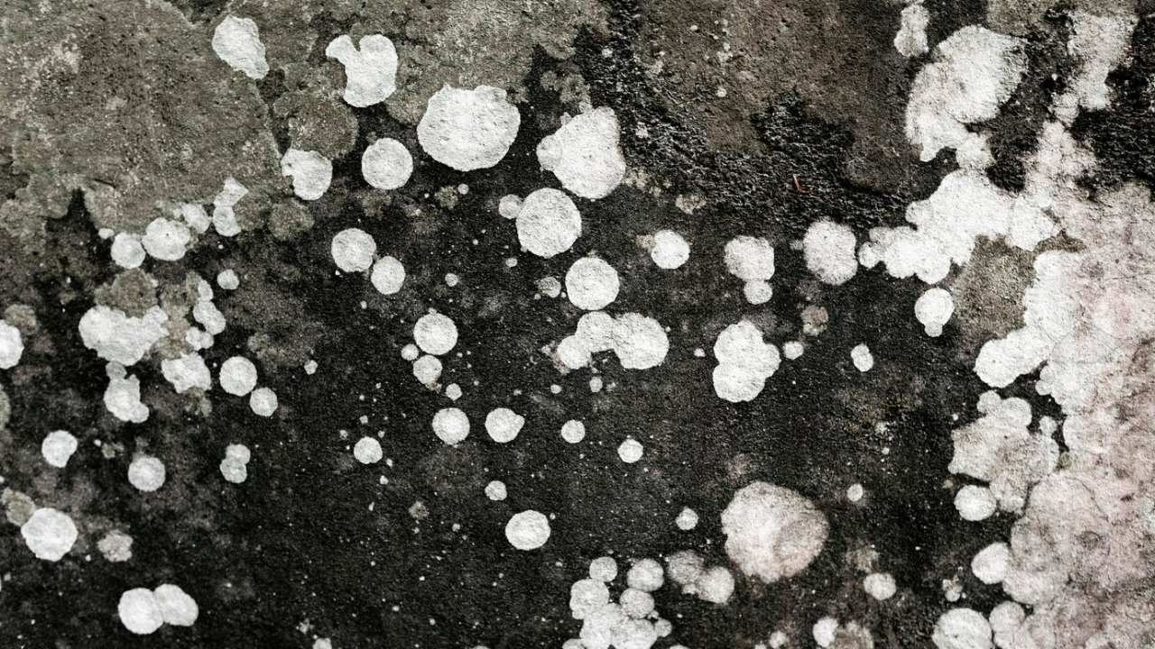 cara menghilangkan black mold