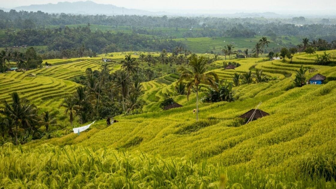 Aturan Jual Beli Tanah Pertanian menurut Undang-Undang agar Transaksi Sah secara Hukum Aturan Jual Beli Tanah Pertanian menurut Undang-Undang agar Transaksi Sah secara Hukum