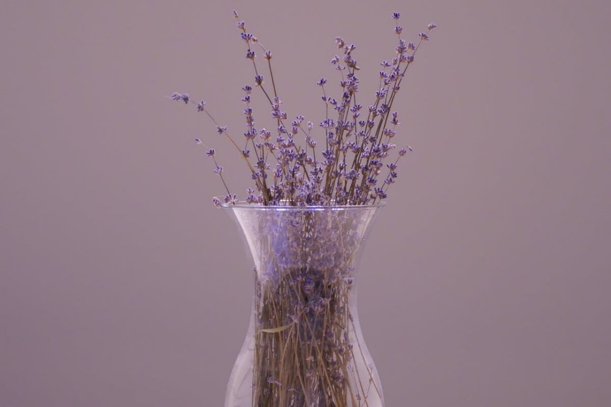 gambar tanaman pengusir nyamuk lavender