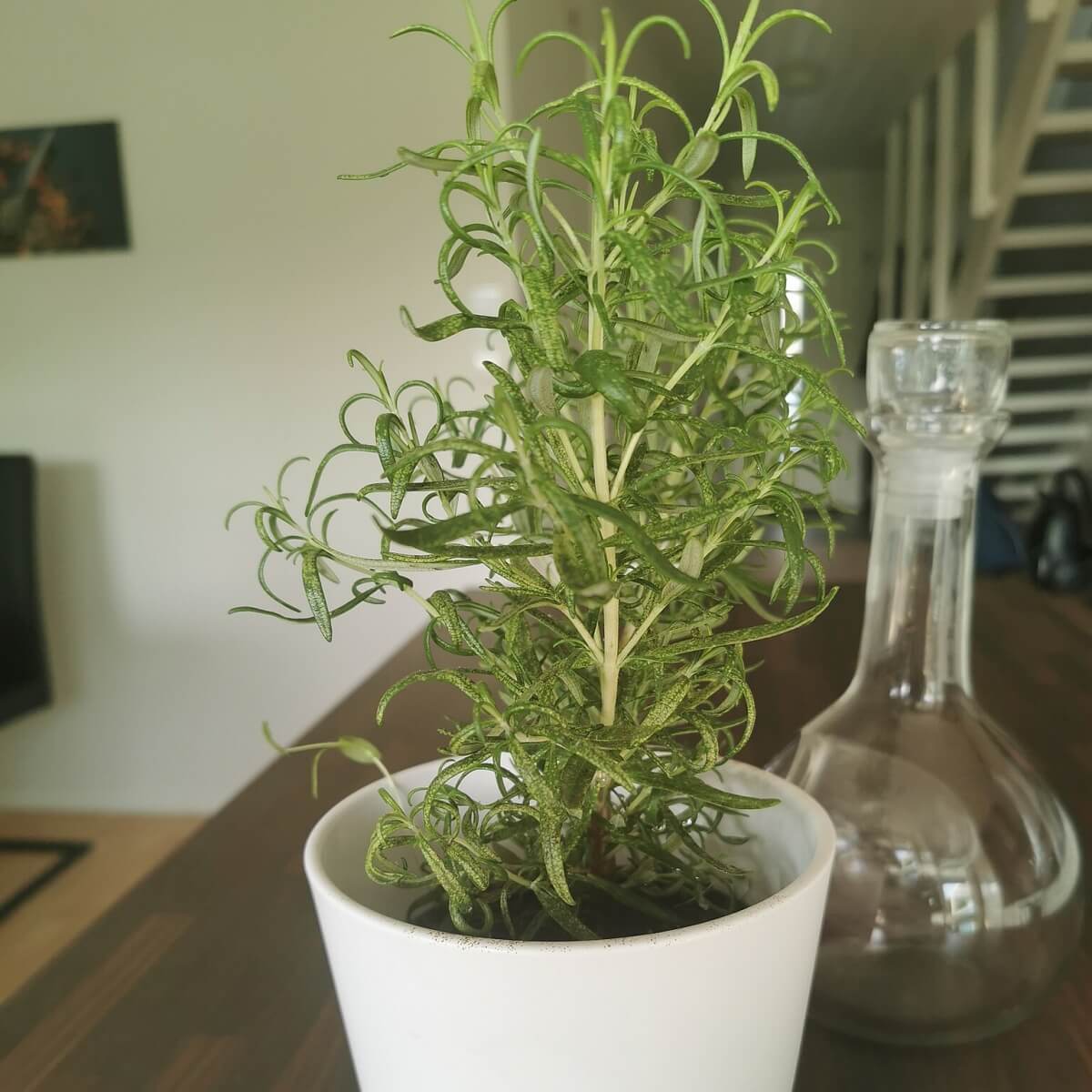 tanaman anti nyamuk rosemary