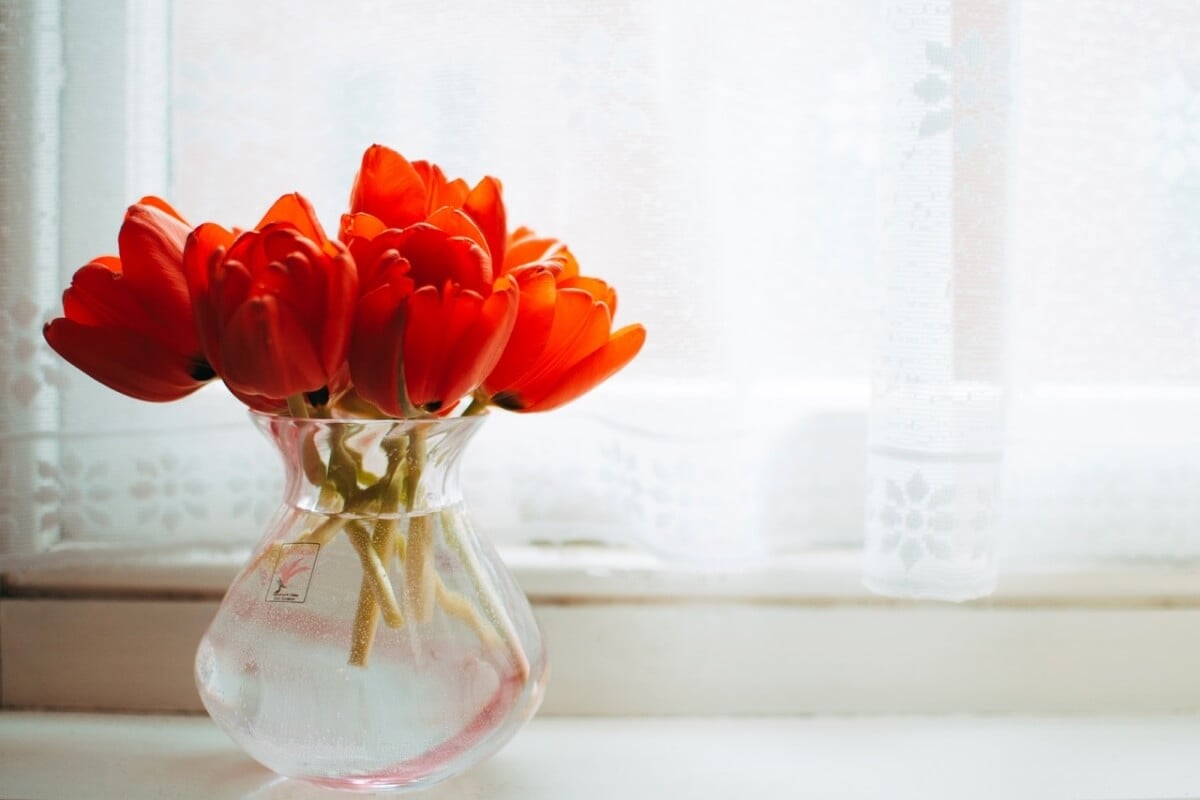 gambar tanaman pengusir nyamuk geranium