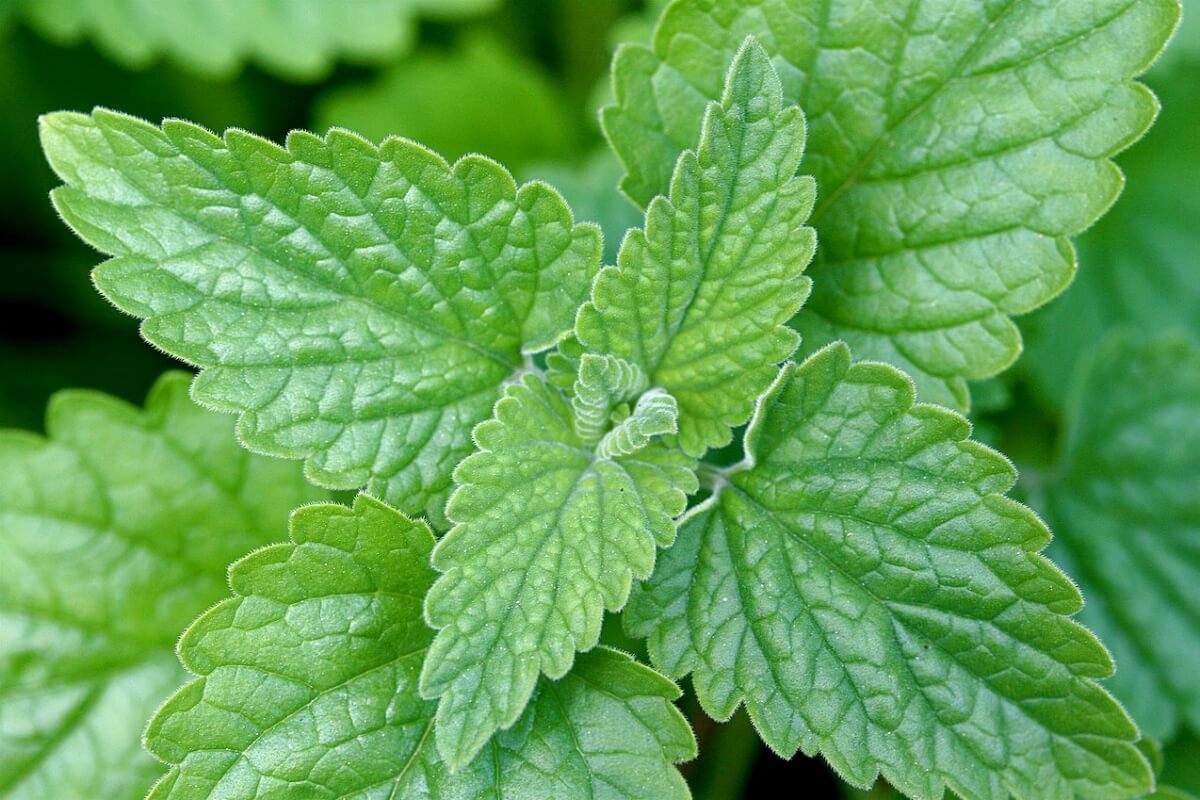 tanaman catnip