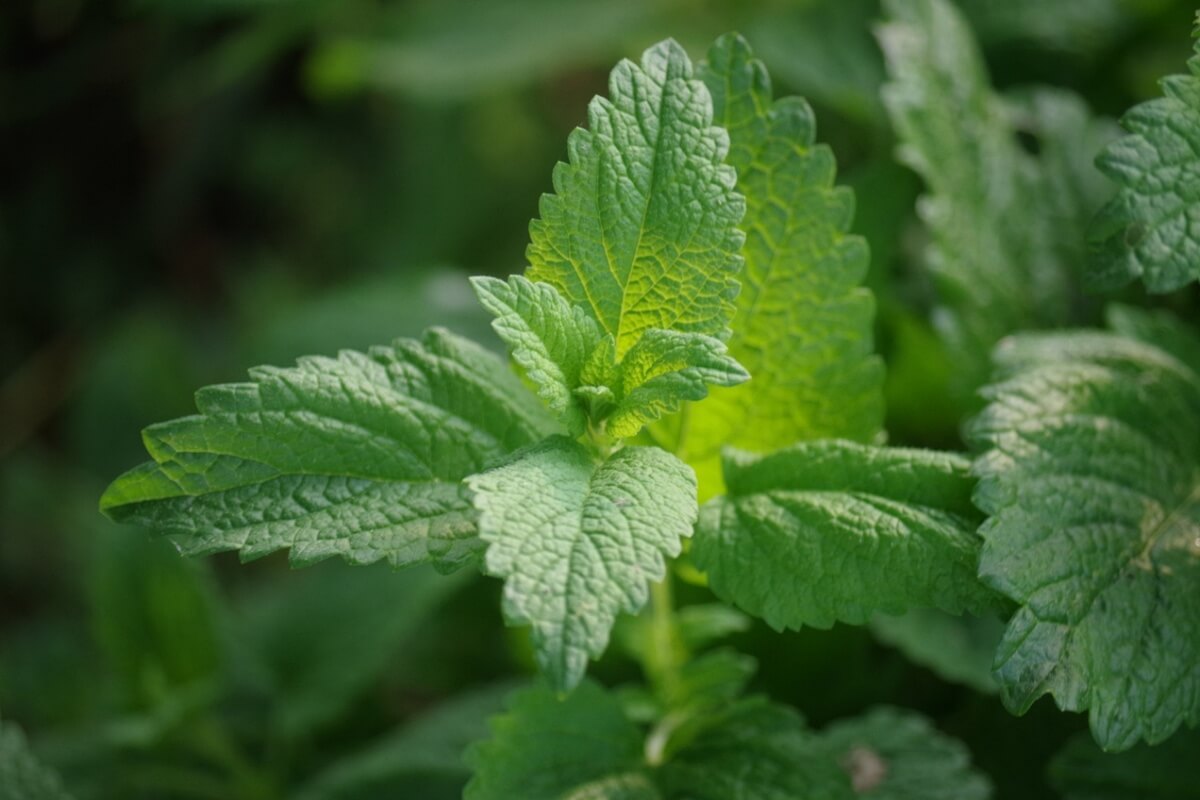 tanaman lemon balm
