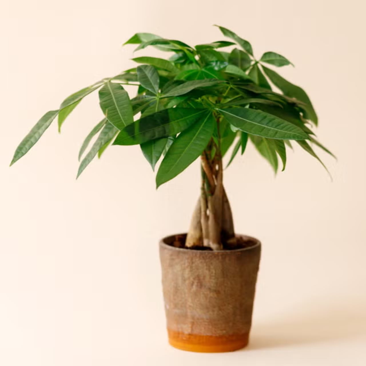 pohon uang fengshui