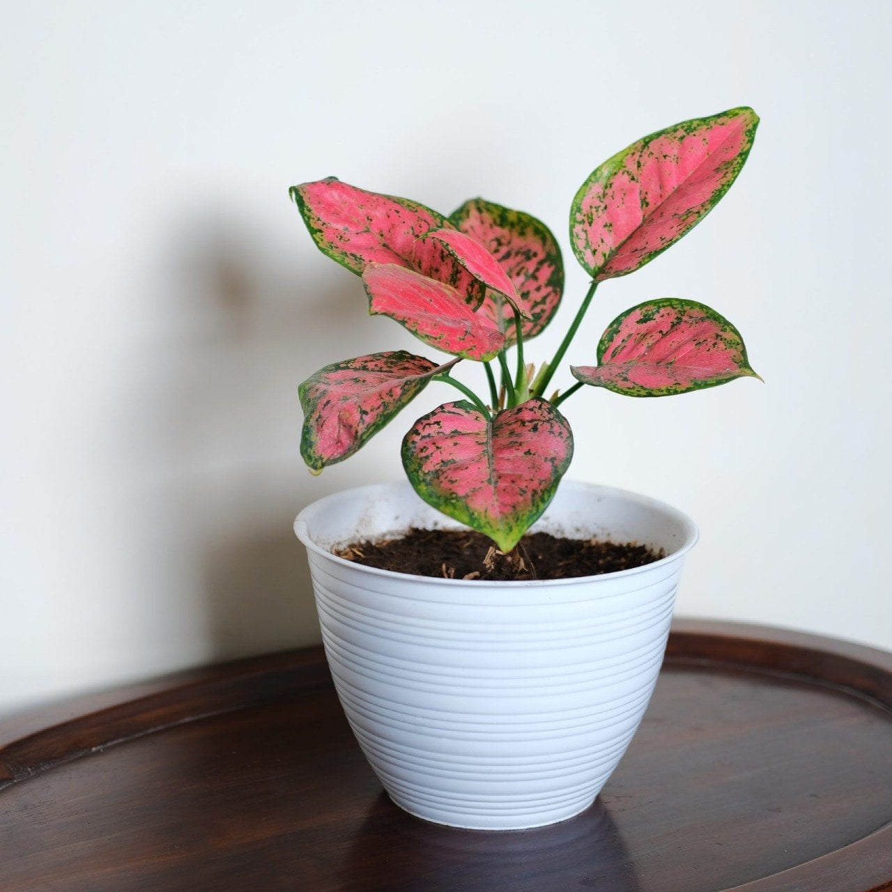 aglaonema sri rejeki