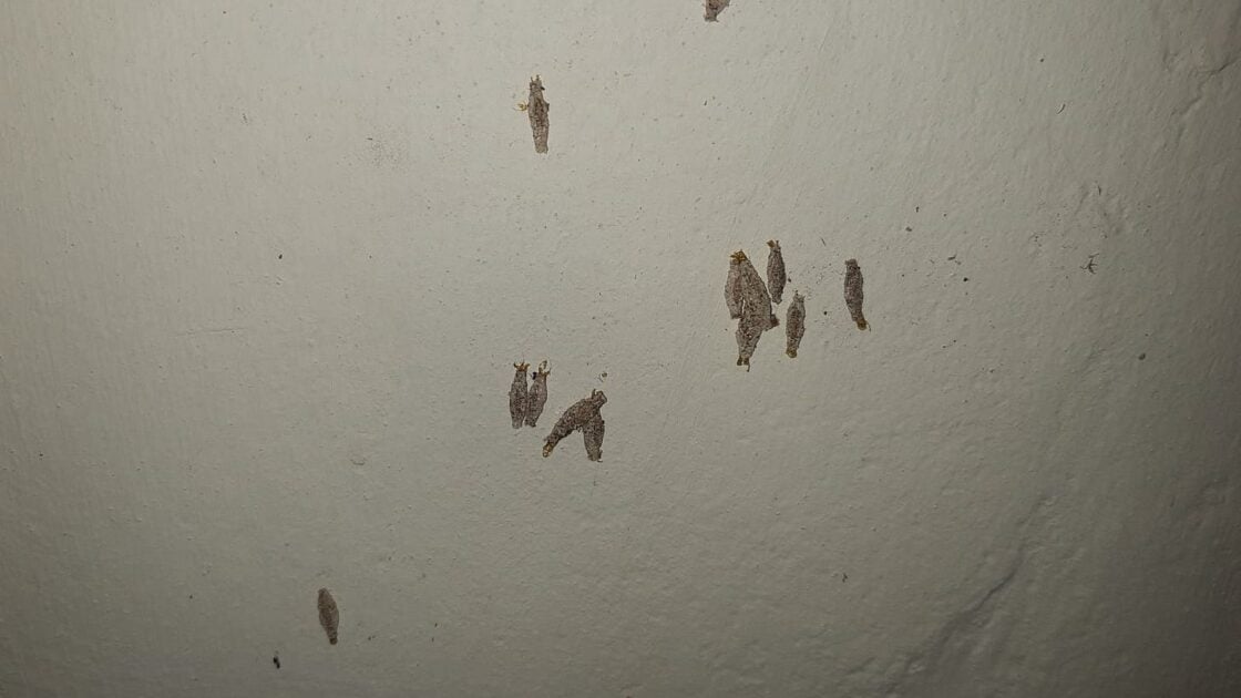 Cara Membasmi Kamitetep di Rumah Secara Efektif