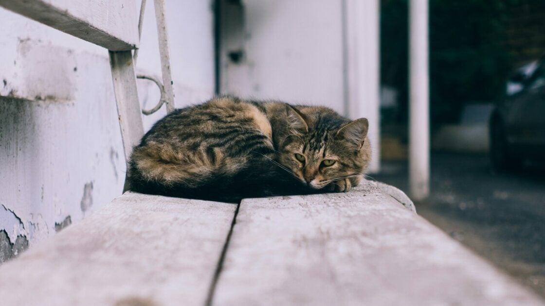 Cara Mengusir Kucing Liar agar Tidak Kembali Lagi ke Rumah: Efektif, Aman, dan Permanen