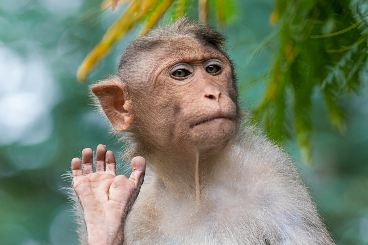 cara mengusir monyet di kebun cara mengusir monyet di kebun