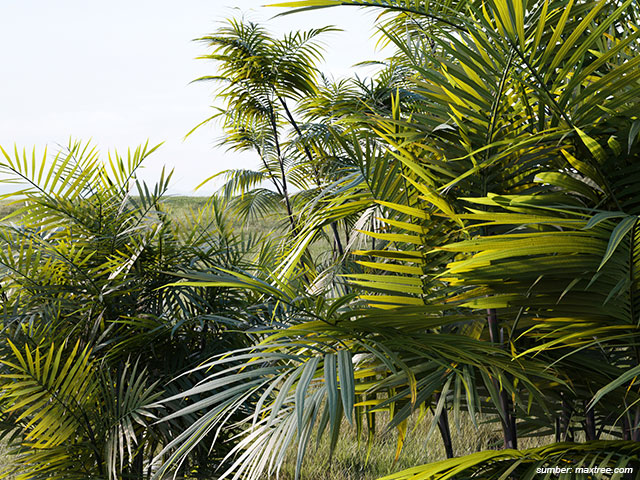 palem bambu penyerap racun udara
