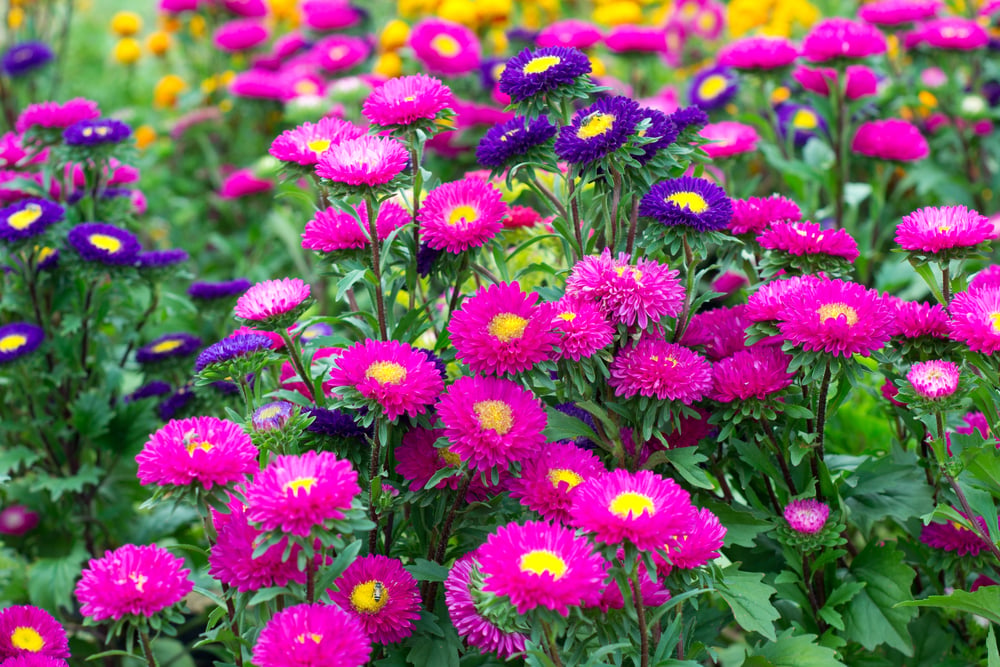 aster gerbera menyerap racun udara