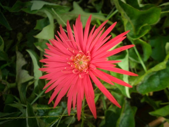 tanaman hias hebras (gerber daisy)