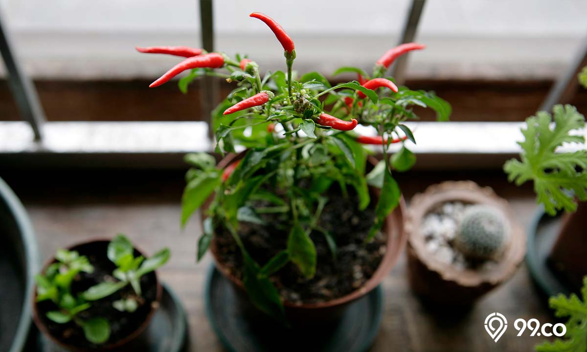 cara menanam cabai di pot dan polybag