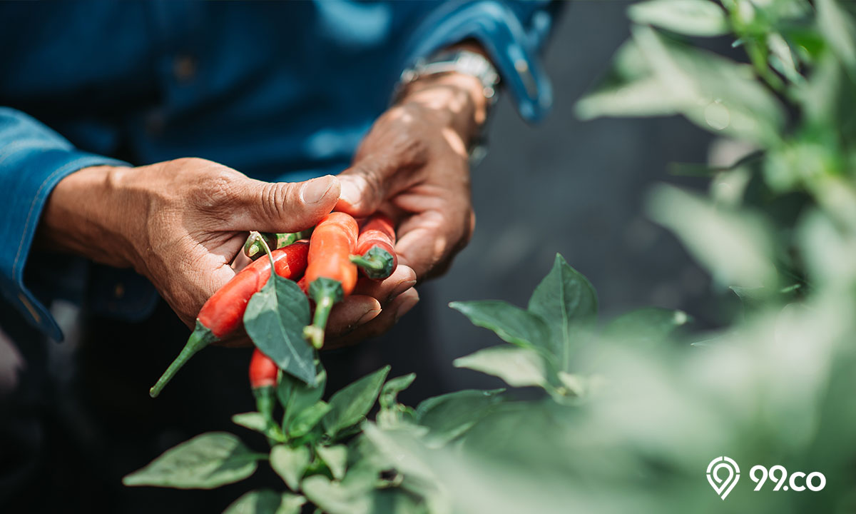 cara menanam cabe di rumah