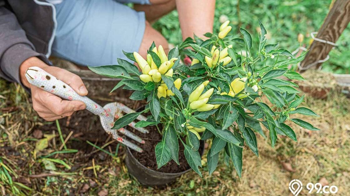 Cara Menanam Cabe di Rumah dengan Menggunakan Polybag. Mudah, kok! Cara Menanam Cabe di Rumah dengan Menggunakan Polybag. Mudah, kok!