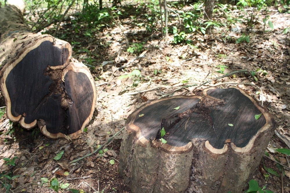 kayu terkuat di dunia
