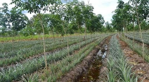 kerjasama pengelolaan lahan