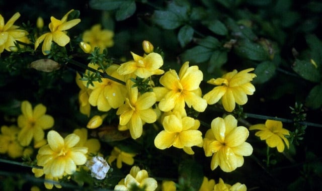 varian bunga melati kuning varian bunga melati kuning