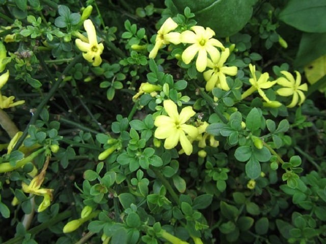 jenis bunga melati pot warna kuning jenis bunga melati pot warna kuning