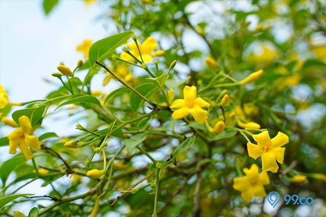 8 Jenis Bunga Melati Paling Populer untuk Taman Rumah